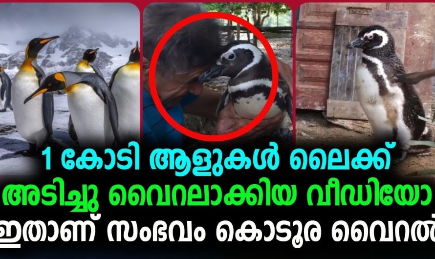 1 കോടി ആളുകൾ ലൈക്ക് അടിച്ചു വൈറലാക്കിയ വീഡിയോ ഇതാണ്