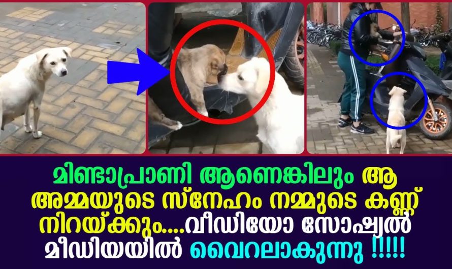 മിണ്ടാപ്രാണി ആണെങ്കിലും ആ അമ്മയുടെ സ്നേഹം നമ്മുടെ കണ്ണ് നിറയ്ക്കും…വീഡിയോ വൈറലാകുന്നു !!!!