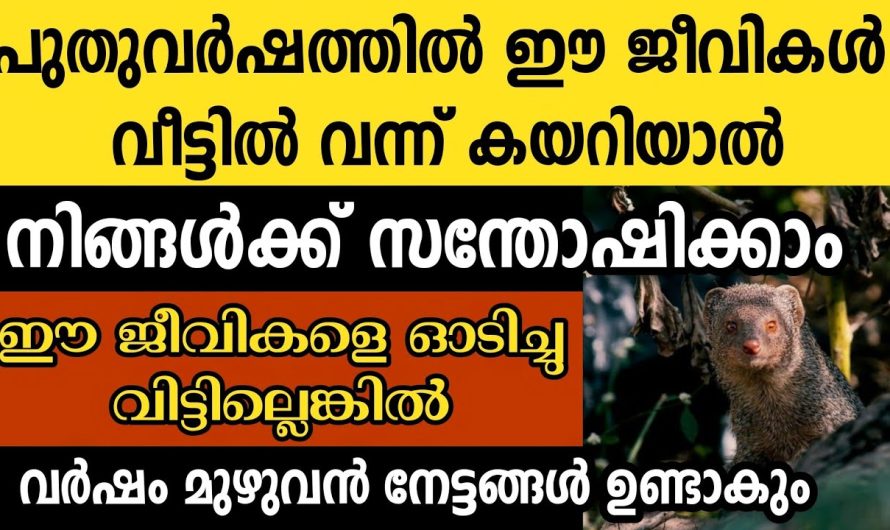 ഈ ജീവികൾ പുതുവർഷത്തിൽ വീട്ടിൽ വന്ന് കയറിയാൽ നിങ്ങൾ രക്ഷപെട്ടു