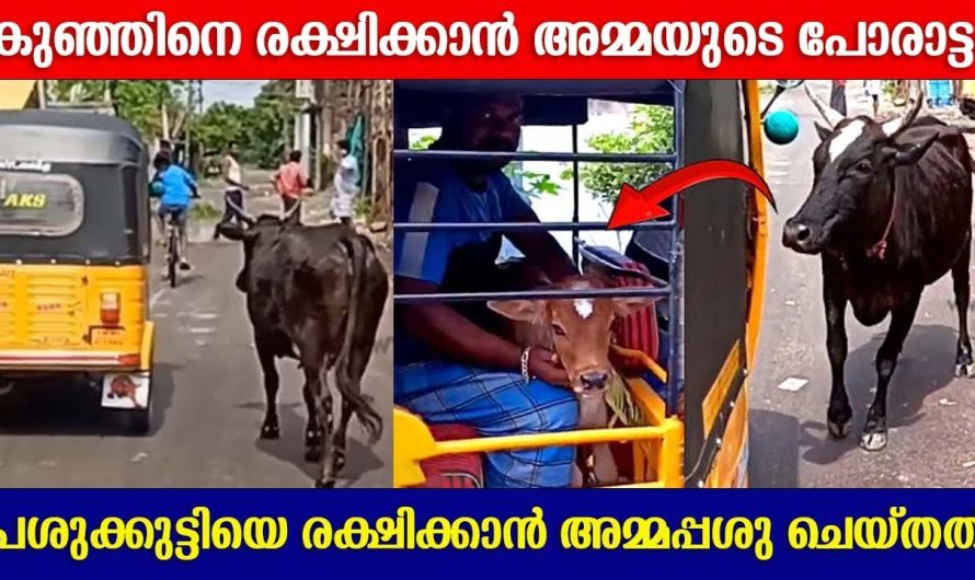 തന്റെ കുഞ്ഞിനെ രക്ഷിക്കാൻ ആ അമ്മപ്പശു ചെയ്തത് കണ്ടോ?