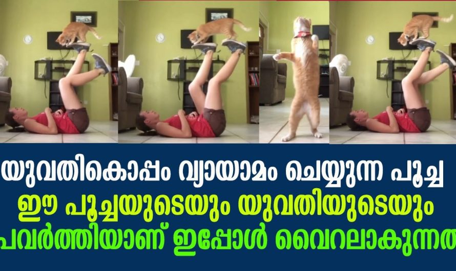 യുവതികൊപ്പം വ്യായാമം ചെയ്യുന്ന പൂച്ച ഈ പൂച്ചയുടെയും യുവതിയുടെയും പ്രവർത്തിയാണ് ഇപ്പോൾ വൈറലാകുന്നത് !