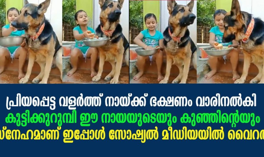 ഈ നായയുടെയും കുഞ്ഞിന്റെയും സ്നേഹം കണ്ടോ !!!