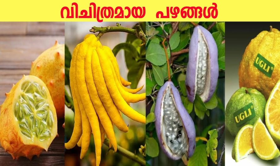 ലോകത്തിലെ തന്നെ വിചിത്രം ആയിട്ടുള്ള പഴങ്ങൾ