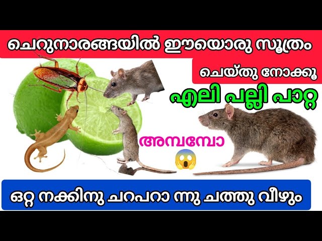 എലി പല്ലി പാറ്റ ഒറ്റ നക്കിന് ചത്തു വീഴും ചെറുനാരങ്ങയിൽ ഈ സൂത്രം ചെയ്തു വെക്കൂ
