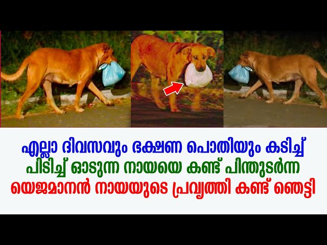 ഭക്ഷണ പൊതിയും കടിച്ച് പിടിച്ച് ഓടുന്ന നായയെ പിന്തുടർന്ന യുവതി നായയുടെ പ്രവൃത്തി കണ്ട് ഞെട്ടി !!!