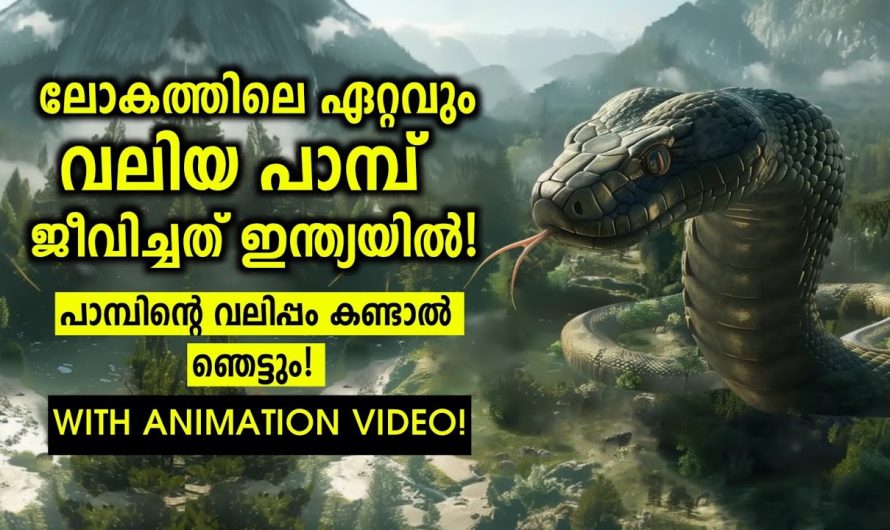 ഭൂമിയിലെ ഏറ്റവും വലിയ പാമ്പിനെ കണ്ടെത്തിയത് ഇന്ത്യയിൽ!😱