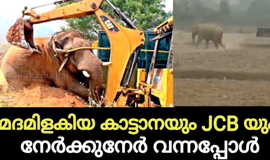 മദമിളകിയ കാട്ടാനയും JCB യും നേർക്കുനേർ വന്നപ്പോൾ