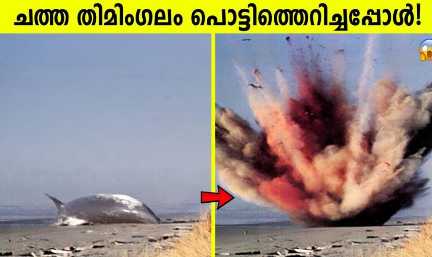 ബീച്ചിൽ അടിഞ്ഞ തിമിംഗലം പൊട്ടിതെറിച്ചപ്പോൾ!