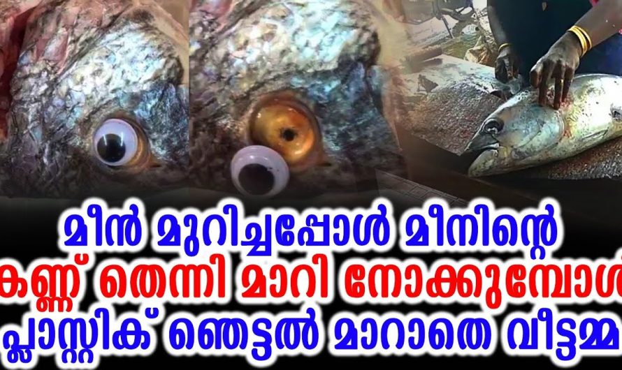 മീൻ മുറിച്ചപ്പോൾ മീനിൻ്റെ കണ്ണ് തെന്നി മാറി നോക്കുമ്പോൾ പ്ലാസ്റ്റിക് വീട്ടമ്മ ഞെട്ടി