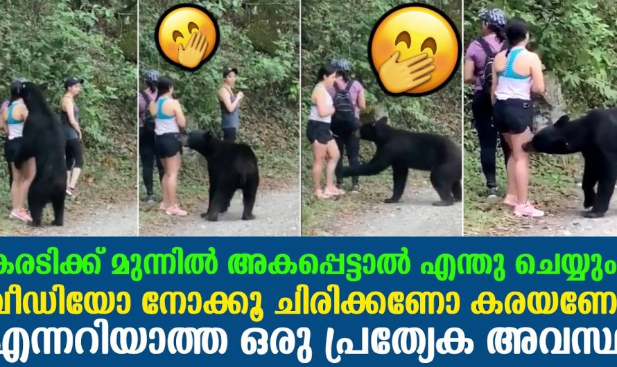 കരടിക്ക് മുന്നിൽ അകപ്പെട്ടാൽ എന്തു ചെയ്യും? വീഡിയോ നോക്കൂ