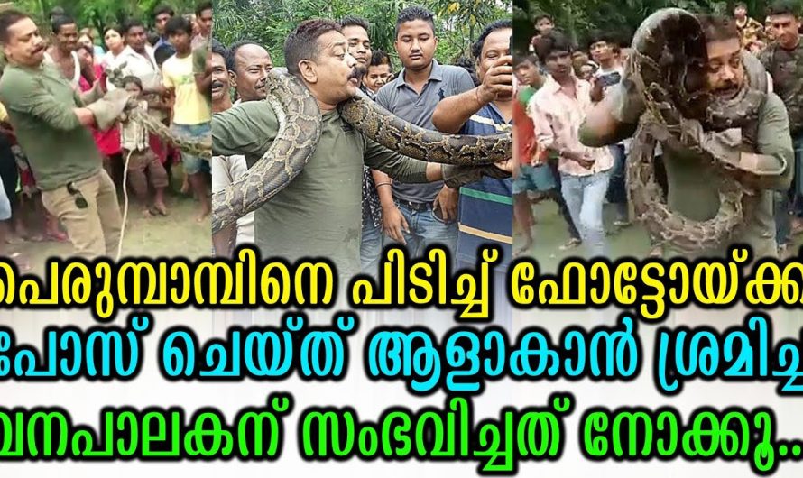 പെരുമ്പാമ്പിനെ പിടിച്ച് ഫോട്ടോയ്ക്ക് പോസ് ചെയ്ത് ആളാകാന്‍ ശ്രമിച്ച വനപാലകന് സംഭവിച്ചത് നോക്കൂ…