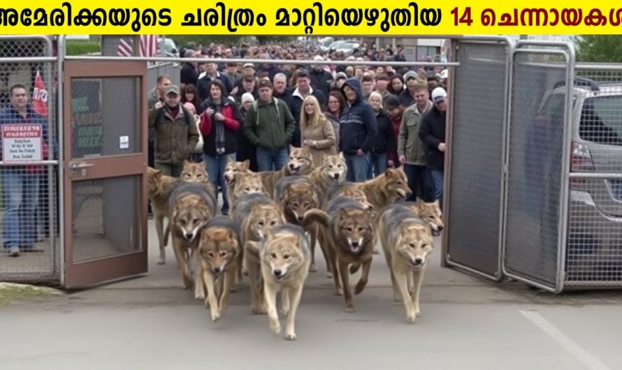ഈ 14 ചെന്നായകൾ അമേരിക്കയുടെ ചരിത്രം മാറ്റിയെഴുതി!😱🔥