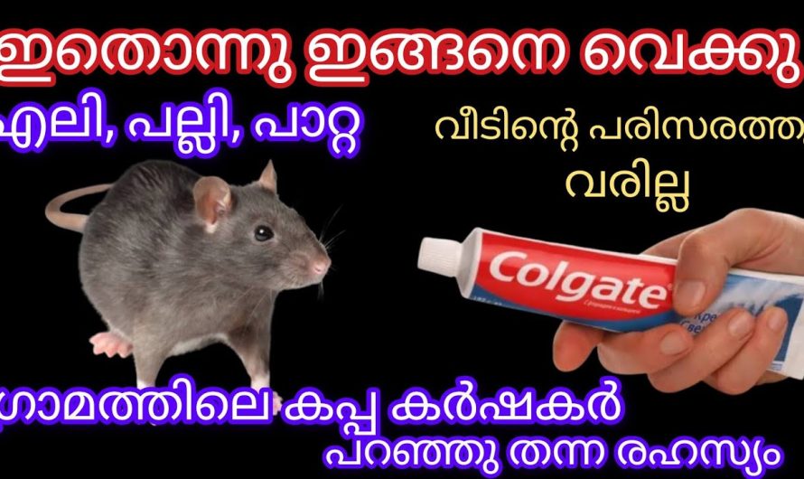 ഇതൊന്നും അറിയാതെ പോവല്ലേ ഗ്രാമത്തിലെ കപ്പ കർഷകർ പറഞ്ഞു തന്ന രഹസ്യം