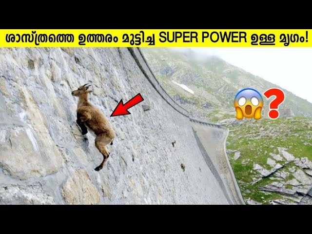 Super Powers ഉള്ള യഥാർത്ഥ ജീവികൾ