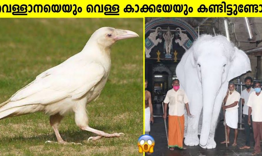വെളുത്ത കാക്കയേയും വെളുത്ത ആനയെയും കണ്ടിട്ടുണ്ടോ?