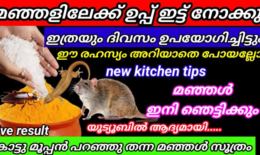 മഞ്ഞളിന്റെ ഇല മുതൽ വേര് വരെ ഇങ്ങനെ ചെയ്തു നോക്കു ഈ രഹസ്യം അറിയാതെ പോയാൽ നഷ്ടം