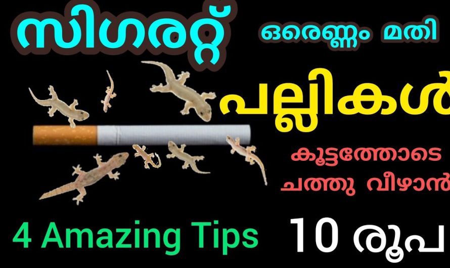 പല്ലികൾ കൂട്ടത്തോടെ ചത്തു വീഴാൻ ഒരു സിഗരറ്റ് മതി