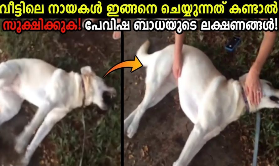 വീട്ടിലെ നായകളെ സൂക്ഷിക്കുക