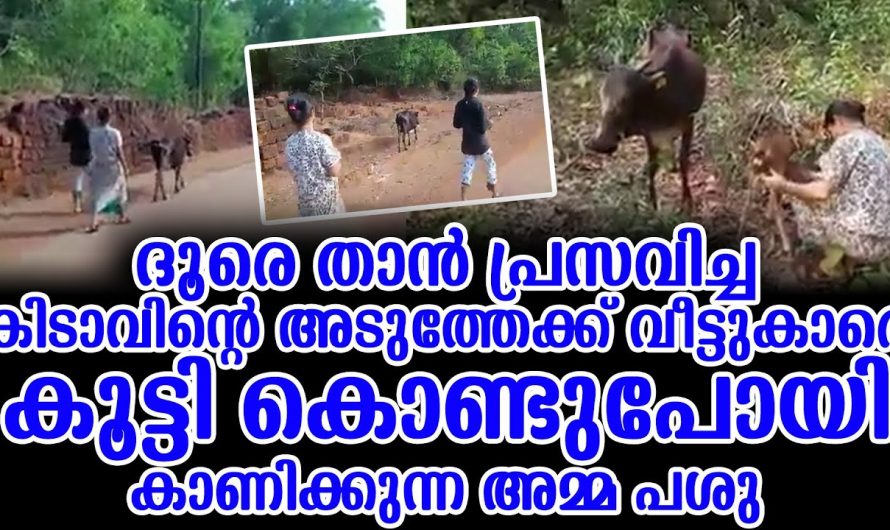 ദൂരെ താൻ പ്രസവിച്ച കിടാവിന്റെ അടുത്തേക്ക് വീട്ടുകാരെ കൂട്ടി കൊണ്ടുപോയി കാണിക്കുന്ന അമ്മ പശു