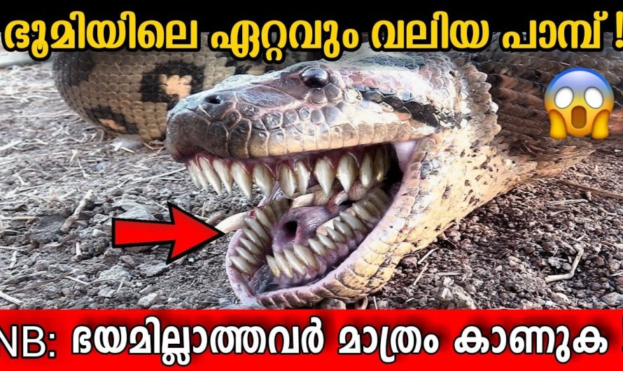 ഇവൻ്റെ മുമ്പിൽ Anaconda വെറും പുഴു!