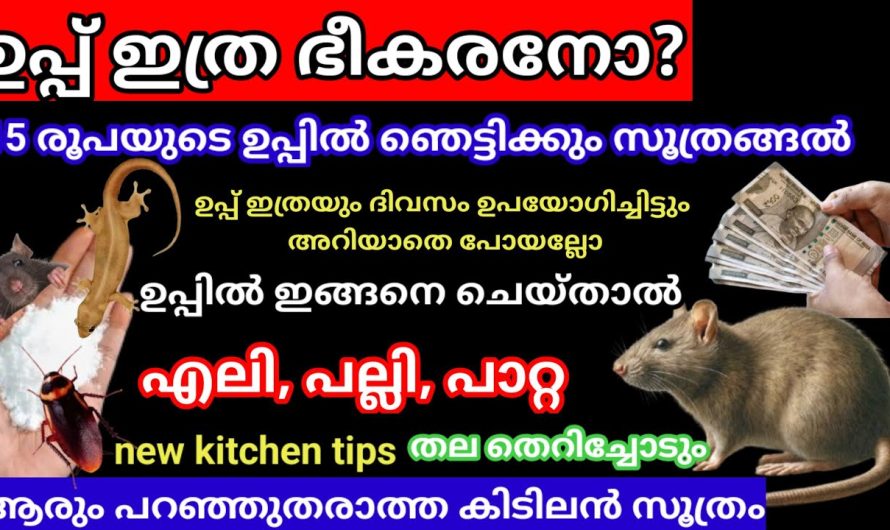 ഉപ്പ് ഇത്ര ഭീകരനോ? ഉപ്പിൽ ഈ സൂത്രം ചെയ്തു നോക്കു എലി പല്ലി പാറ്റ തല തെറിച്ചു ഓടും