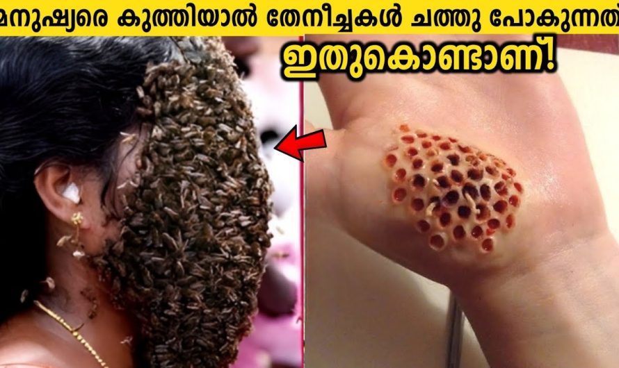 മനുഷ്യരെ കുത്തിയാൽ ഉടനെ തേനീച്ചകൾ ചാകുന്നത് എന്ത്കൊണ്ട്?