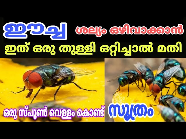 മഴക്കാലത്ത് ഈച്ച വീടിൻ്റെ അയലത്ത് പോലും വരില്ല