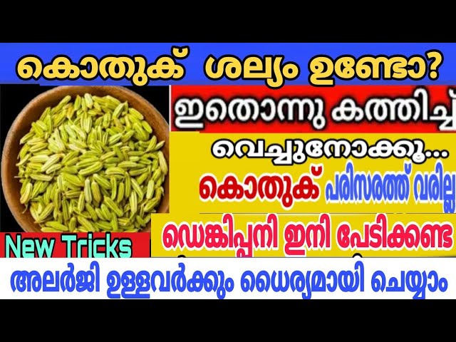 കൊതുക് വീടിൻ്റെ അയലത്ത് പോലും ഇനി വരില്ല
