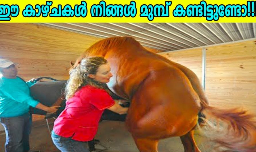 “വൗ” എന്ന് പറയാൻ പ്രേരിപ്പിക്കുന്ന 10 കാര്യങ്ങൾ