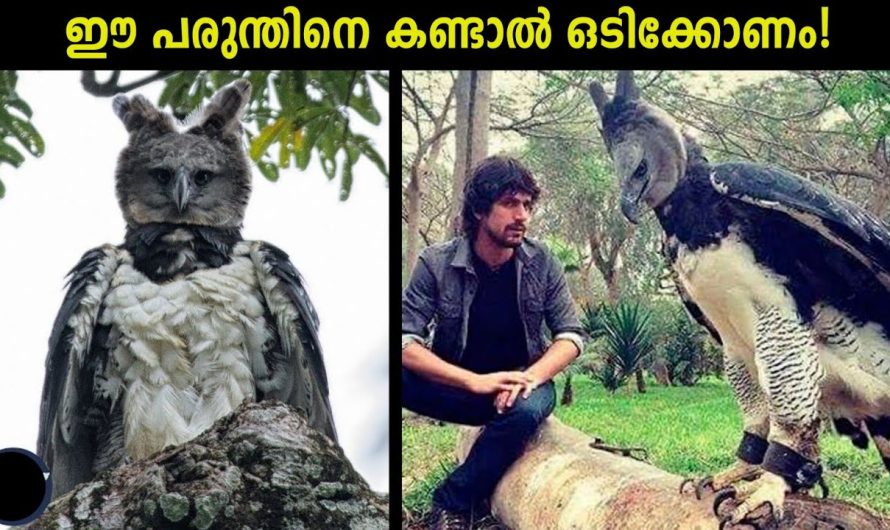 ഇരകളെ തീയിലിട്ട് കൊന്നു ഭക്ഷിക്കുന്ന പക്ഷികൾ..