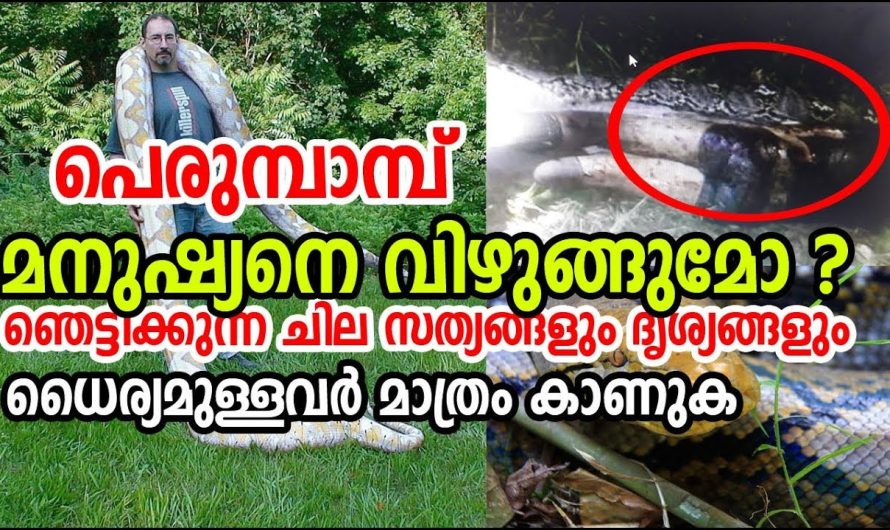 പെരുമ്പാമ്പ് മനുഷ്യനെ വിഴുങ്ങുമോ ? ഞെട്ടിക്കുന്ന ചില സംഭവങ്ങള്‍