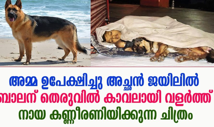 തെരുവിൽ കാവലായി വളർത്ത് നായ കണ്ണീരണിയിക്കുന്ന ചിത്രം
