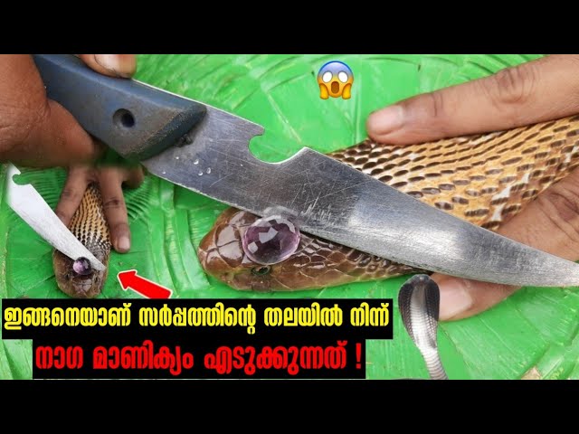നാഗമാണിക്യത്തിന് പിന്നിലുള്ള നിഗൂഢതകളും രഹസ്യങ്ങളെ കുറിച്ചും മനസ്സിലാക്കാം..