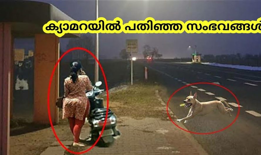 മനുഷ്യരെ രക്ഷിച്ച മൃഗങ്ങൾ