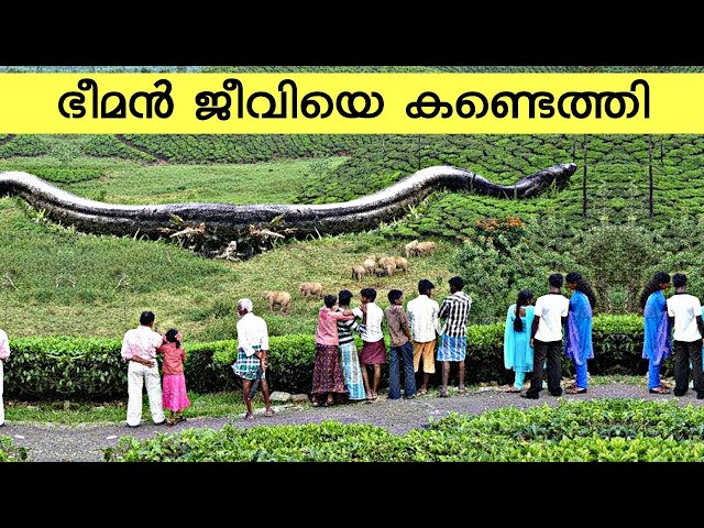 ഭീമൻ ജീവിയെ കണ്ടെത്തി ഞെട്ടലോടെ കേരളം !