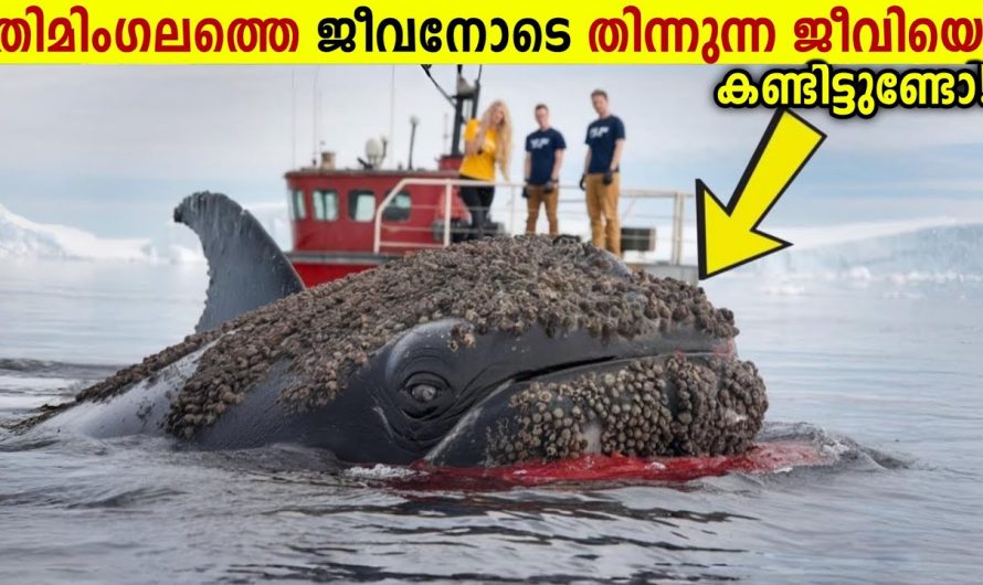 ഇത്രയും ക്രൂ.ര.മാ.യ മറ്റൊരു ജീവി ഭൂമിയിലില്ല!😱