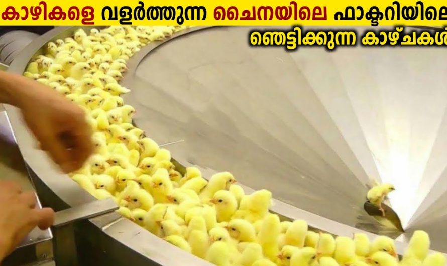 കോഴികളെ വളർത്തുന്ന Factory കളിലെ വിചിത്രമായ കാഴ്ചകൾ!😱
