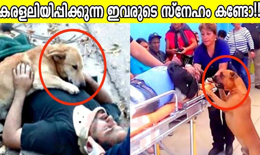 വളർത്തുമൃഗങ്ങളും അവയുടെ ഉടമസ്ഥരും തമ്മിലുള്ള ഹൃദയഭേദകമായ വിടവാങ്ങൽ