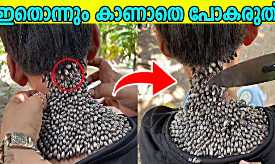 ലോകത്തിലെ അത്ഭുതകരമായ മുട്ടകൾ