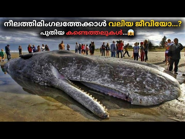 ലോകത്തിലെ ഏറ്റവും വലിയ ജീവി നീലത്തിമിംഗലമല്ല