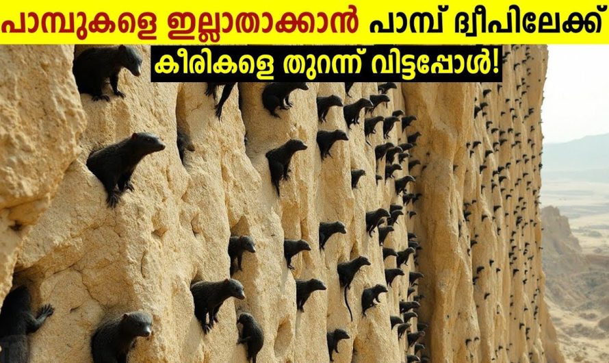 ജപ്പാൻ ചെയ്ത ഏറ്റവും വലിയ മണ്ടത്തരം!🐍