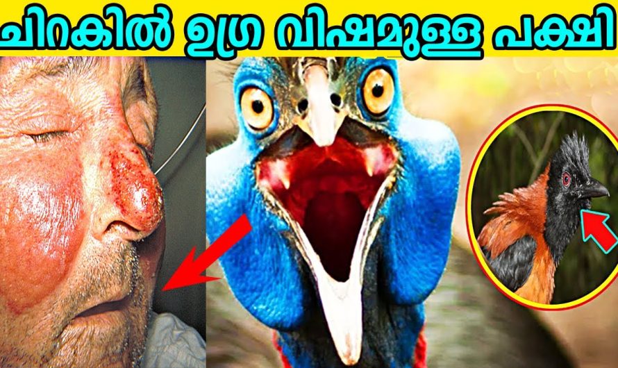 മനുഷ്യ വംശത്തിനു ഭീഷണിയായ 10 അപകടകാരികളായ പക്ഷികൾ