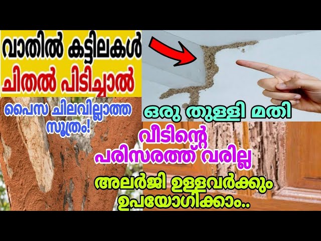 കായം കൊണ്ട് ഇങ്ങനെ ഒരു രഹസ്യമോ ചിതൽ കൂട്ടത്തോടെ ചത്തുവീഴും