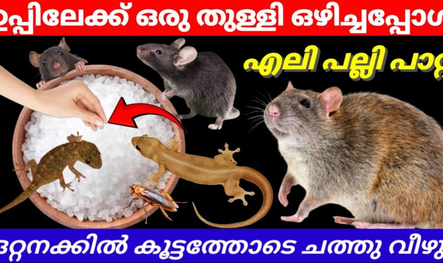 കർണാടക്കാർ ചെയ്യുന്ന സൂത്രം ഉപ്പിൽ ഒരു തുള്ളി ഒഴിച്ച് നോക്കു ചത്തു വീഴുന്നത് കാണാം