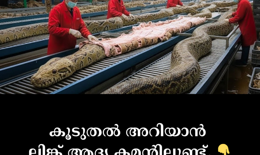 In China, “Python Farm” is scientifically called ‘Snake Farms’.
