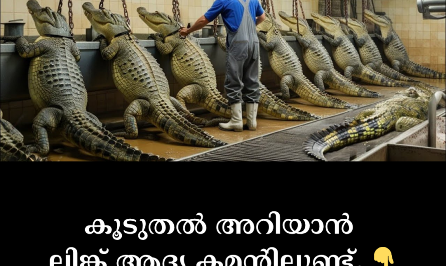 The main reasons and facts behind these factories are given below: