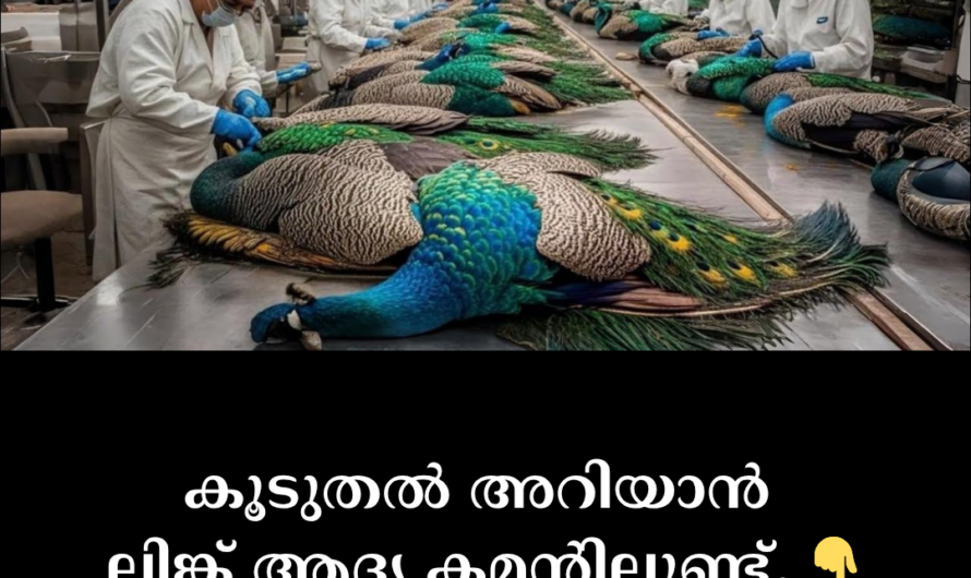 While it may seem strange to hear that peacocks are being raised on a large scale in China,