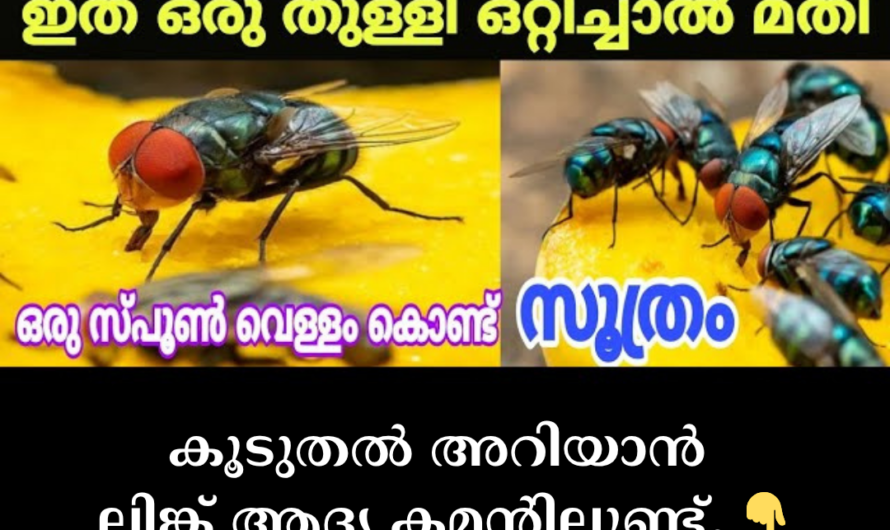 The increase in the number of flies in homes is not just an annoyance, but also a major health problem