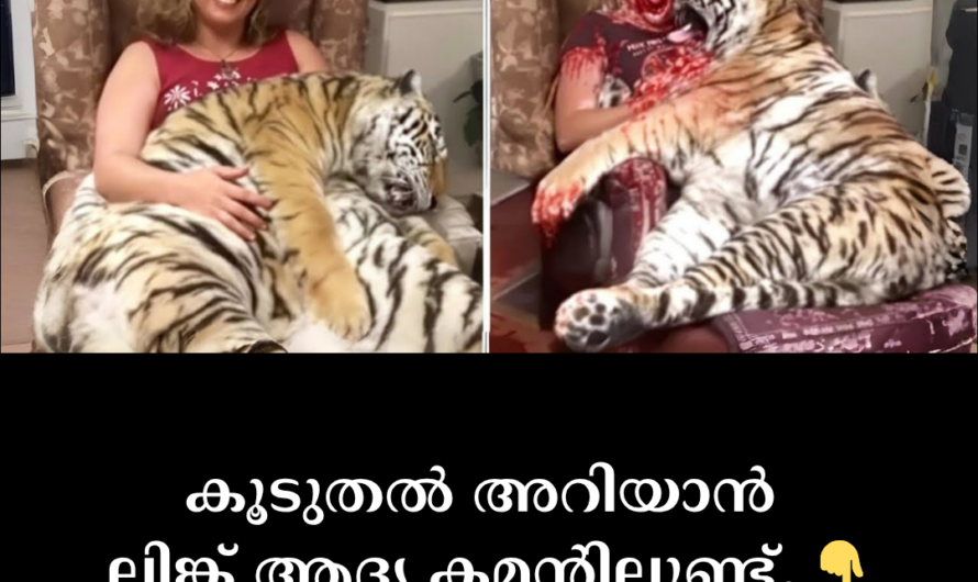 Post-mortem predation is a phenomenon in which pets eat their owners.